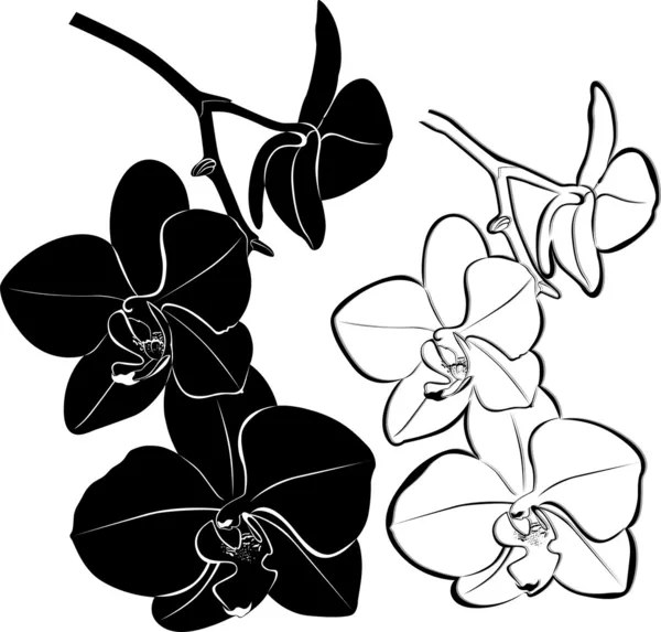 Flor de orquídea — Archivo Imágenes Vectoriales