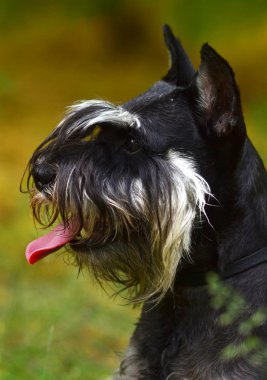 zwergschnauzer köpek