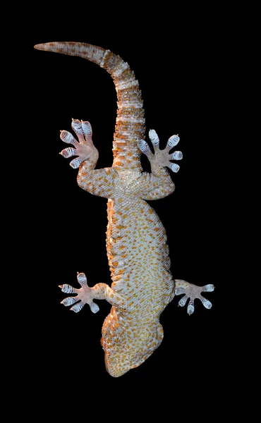 Iguana — Stock Photo, Image