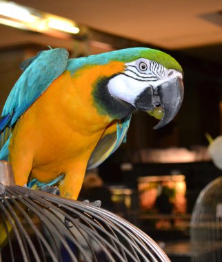 Colorful parrot ara clipart