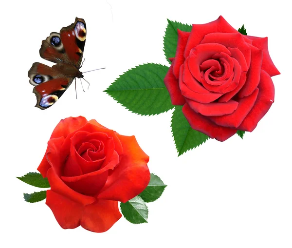 Róże z motyl — Zdjęcie stockowe