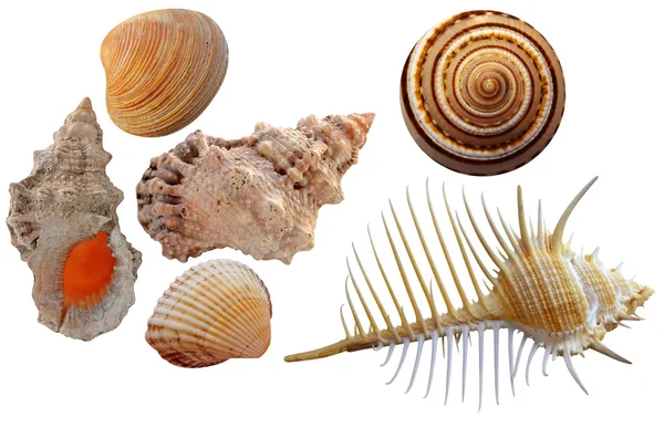 Seashells — Stock Photo, Image