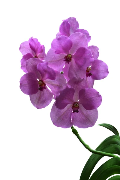 Orchids — Stock Photo, Image