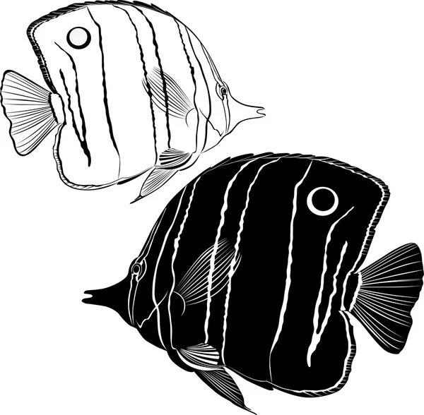 Peixe borboleta do mar —  Vetores de Stock