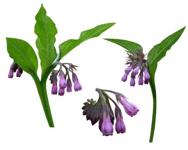 Comfrey.