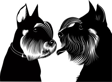 minyatür schnauzer köpek
