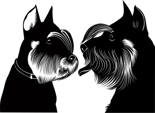 Dwergschnauzer hond — Stockvector