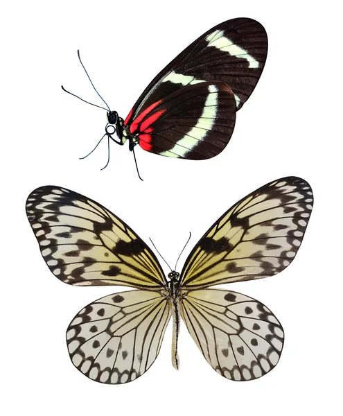 Butterfly — Stock Photo, Image