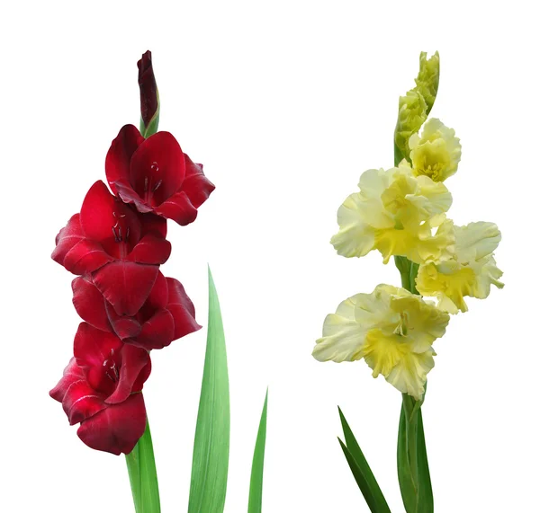 Veelkleurige gladiolen bloemen — Stockfoto