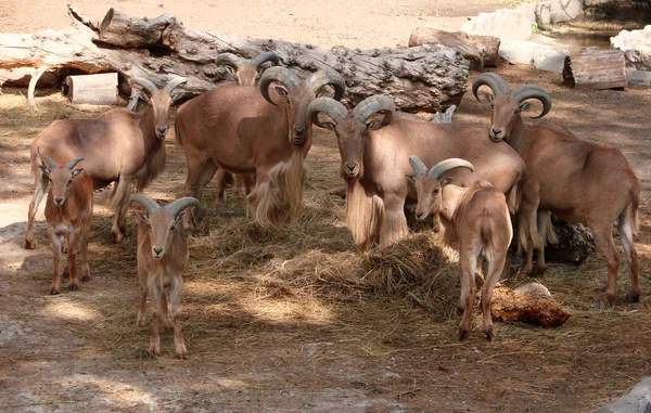 Woolly rams grazing — Stock Photo, Image