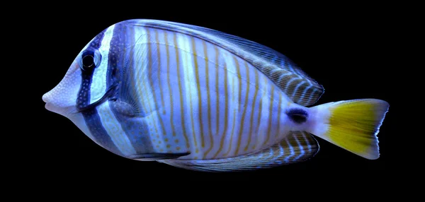 Angelfish vis o — Stockfoto