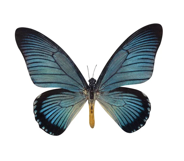 Butterflies — Stock Photo, Image