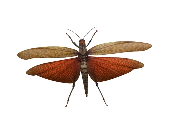 Locust gräshoppa — Stockfoto