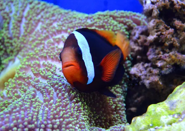 Ryba Nemo — Zdjęcie stockowe