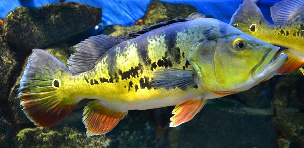 Cichla grouper fish — Stock Photo, Image