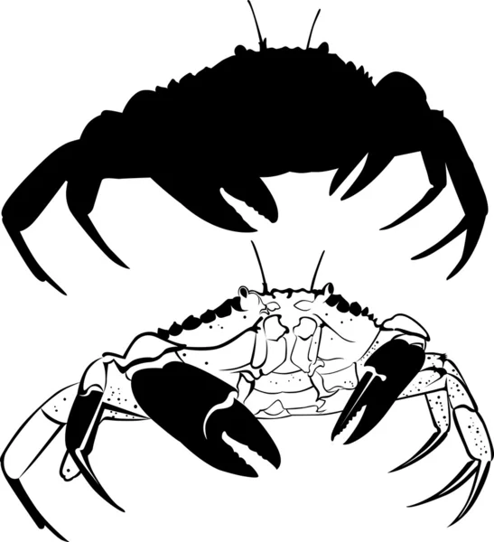 Krab — Stockvector