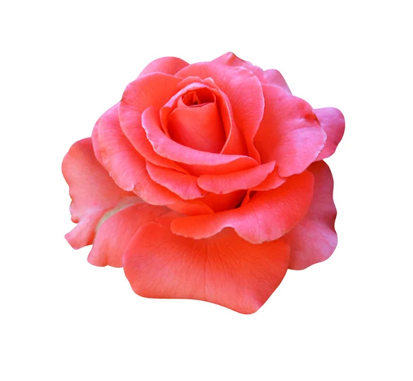 Rosa Ros — Stockfoto