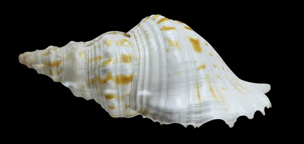 Marine sea shell — Stok fotoğraf