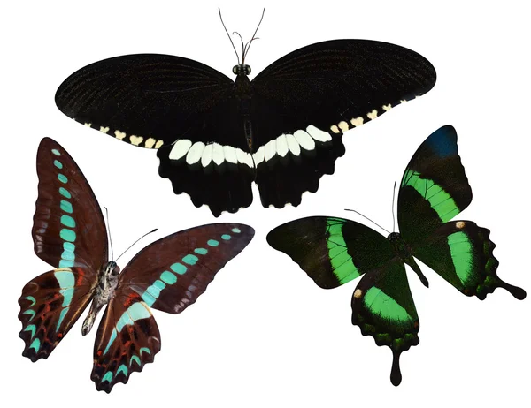 Collection of tropical butterflies — Stock Photo, Image