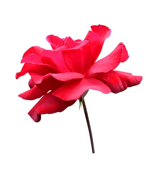 Rosa blomma — Stockfoto