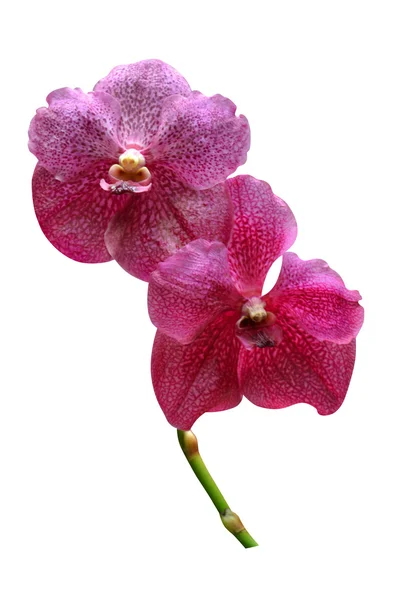 Purple orchids — Stock Photo, Image