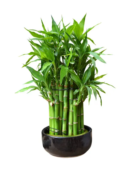 Bambus v hrnci — Stock fotografie