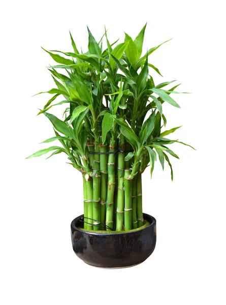 Bamboo in a pot — Stock Photo, Image