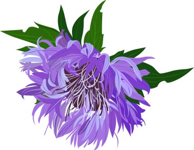 Thistle çiçek