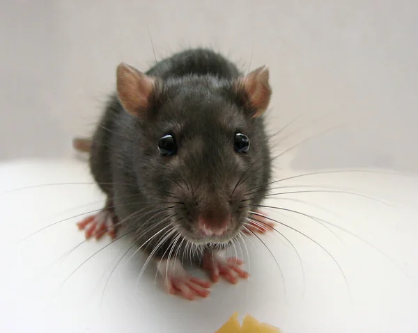 Grijze rat — Stockfoto