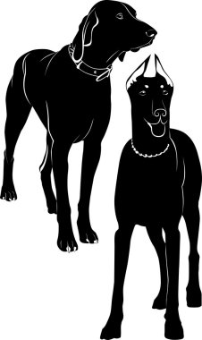 KURZHAAR doberman