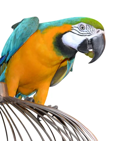 Blå och guld Macaw — Stockfoto