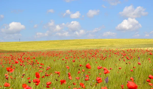 Poppies flowers field — Stock Photo, Image
