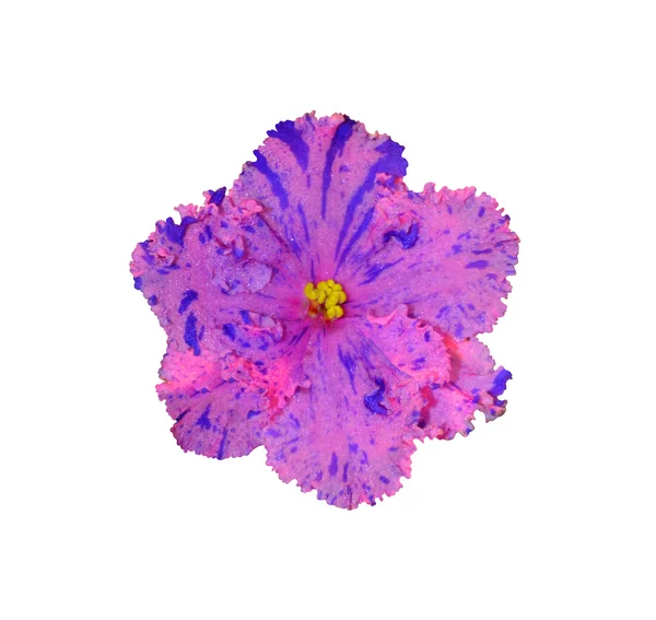 Flor de saintpaulia púrpura — Foto de Stock