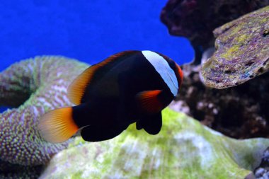 Su altında yüzen balıklar