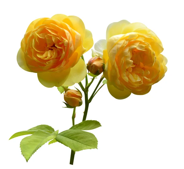 Větev s žluté růže — Stock fotografie