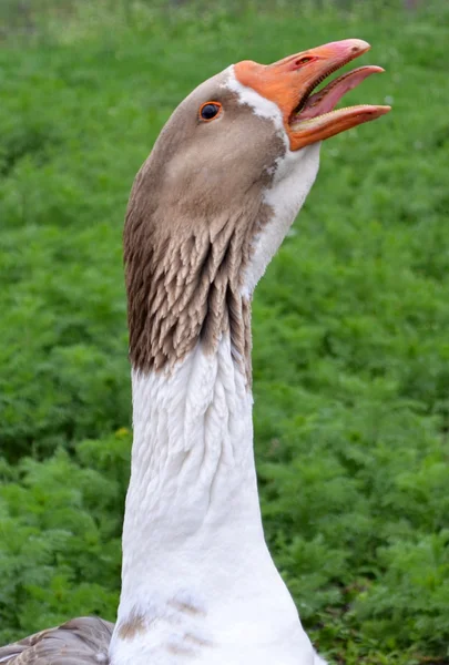 Goose with open beak — Stock Photo, Image