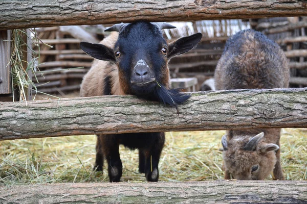 Cabras — Foto de Stock