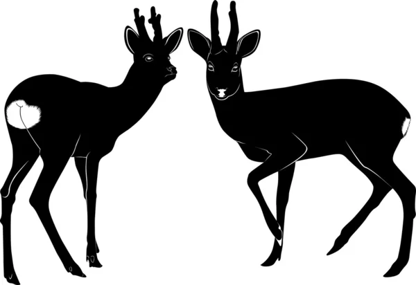 Two deers — Stock Vector