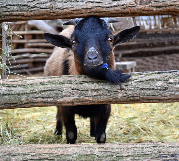 Cabras — Foto de Stock