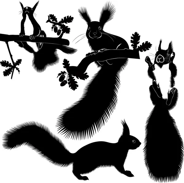 Set of silhouettes of squirrels — Stock Vector