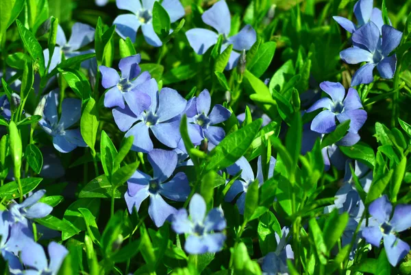 Forest violets — Stock Photo, Image