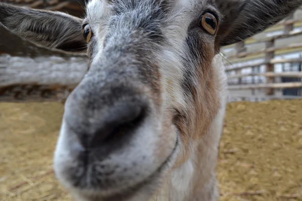 Smiling goat — Stock Photo, Image