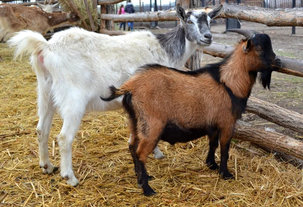 Goats near the fence — Stock Photo, Image