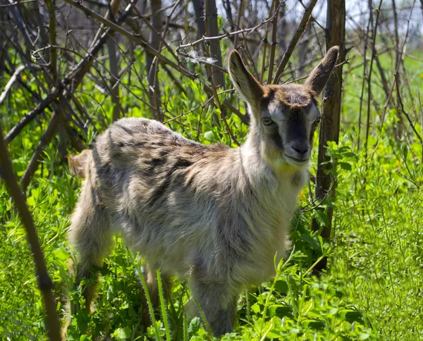 Geit dieren — Stockfoto