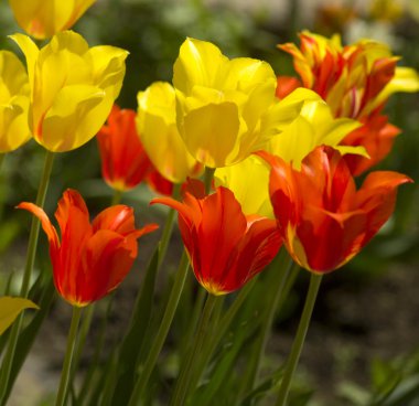 kırmızı ve sarı laleler