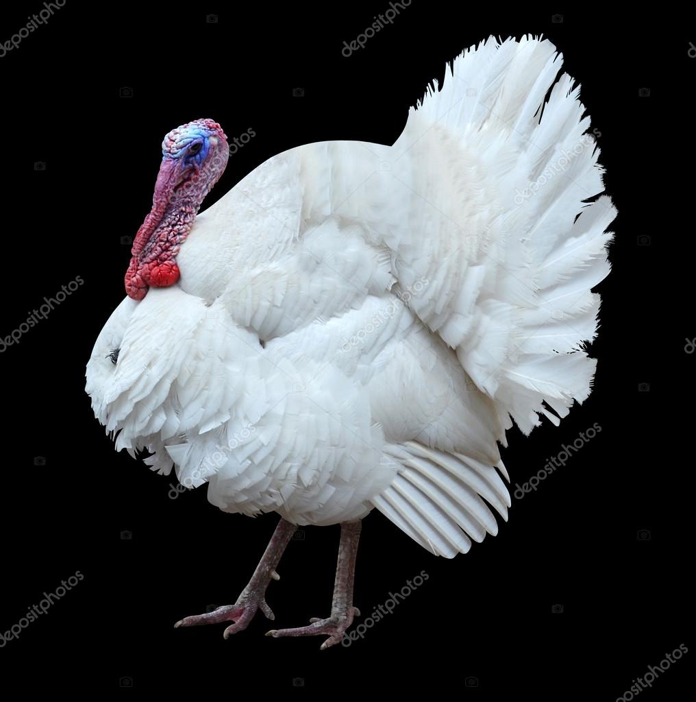 White turkey — Stock Photo © weter777 46066275