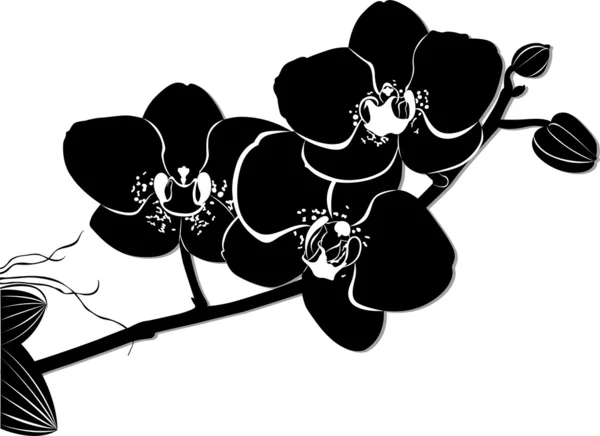 Fiori di orchidee — Vettoriale Stock