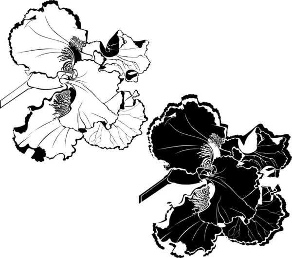 Iris blommor — Stock vektor