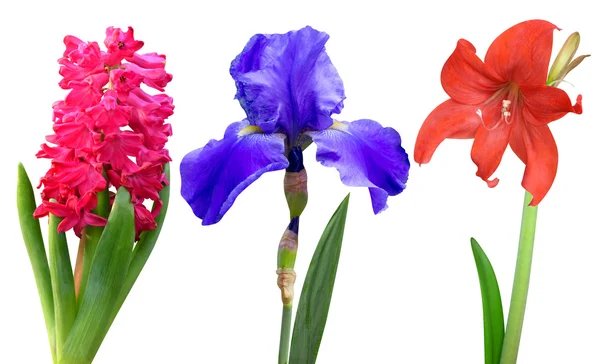 Sümbül, iris ve lily — Stok fotoğraf