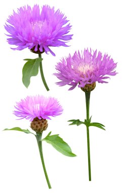 süt thistle cirsium